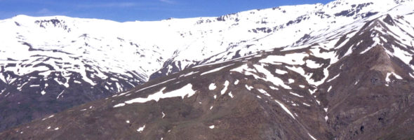 Macho montés Sierra Nevada