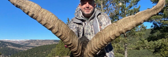 Beceite Ibex